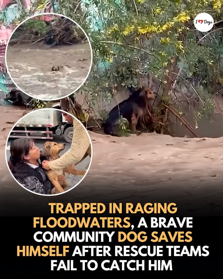 Morocho Fought the River for Six Hours, Then a Familiar Voice Called Him Home - photo 3