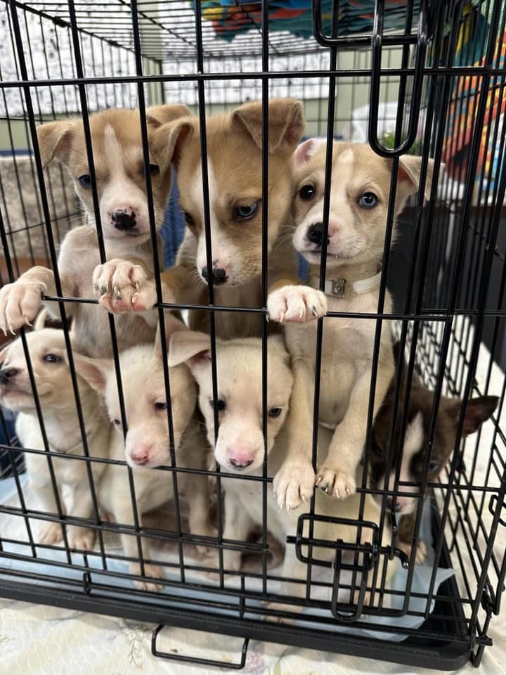 A 2.4-Pound Puppy Climbed Toward Hope—and Saved His Whole Family - photo 3