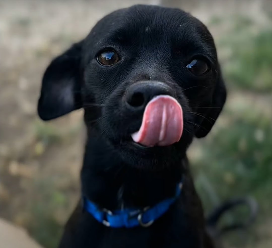 They Searched the Desert for One Dog, but Tiny Prince Needed Them Most - photo 3
