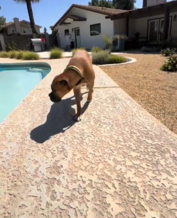 Ginger’s Last Day Out Became the First Day of Her New Life - photo 3