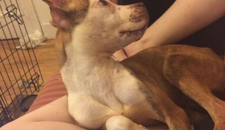 A Thin Little Dog Was Tied to a Brooklyn Fence—Then She Gave a Stranger a Kiss - photo 3