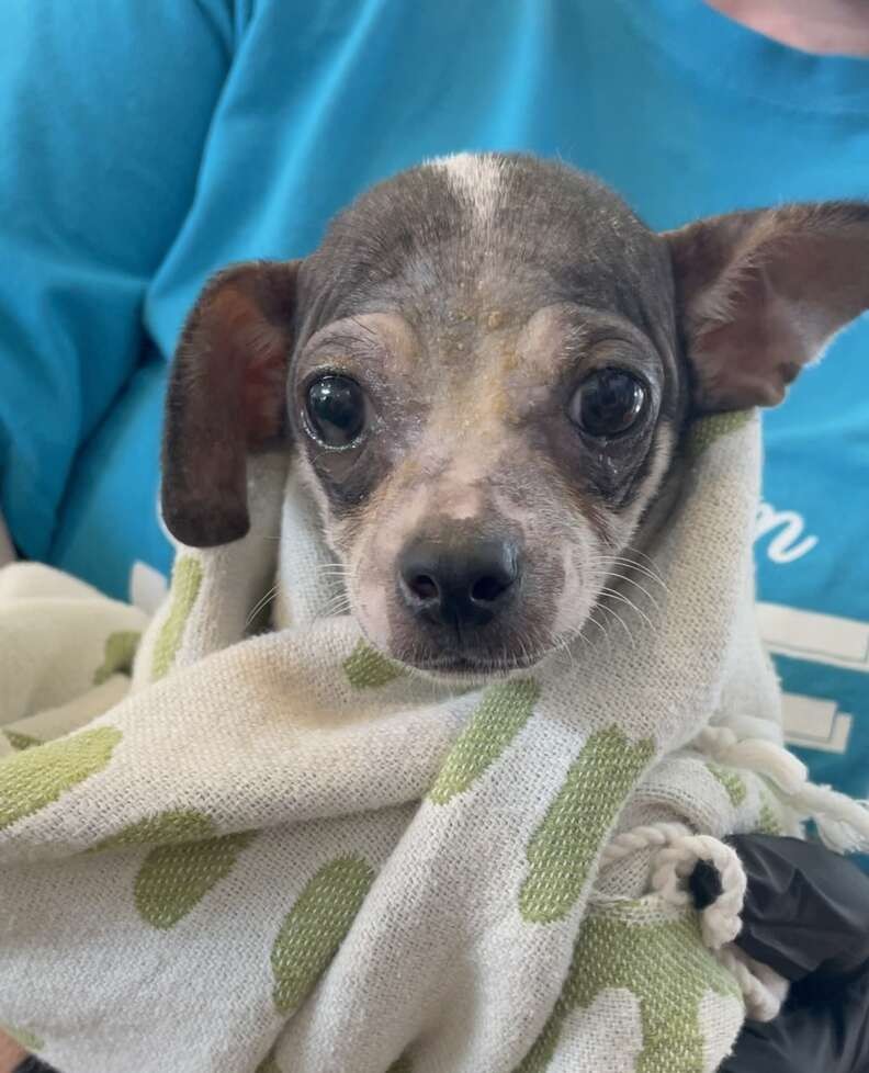 Sick Little Puppy Kept Waiting for Love, Then His Whole World Changed - photo 3