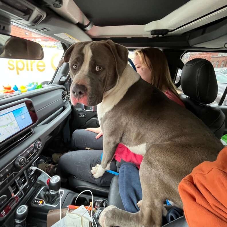 The Frightened Gray Dog Beneath a Truck Was Waiting for One Warm Lap - photo 3