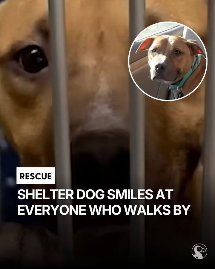 The Dog Who Smiled Through His Pain Finally Found a Couch to Call Home - photo 3