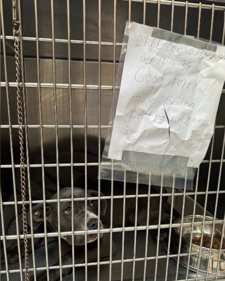 Abandoned Without Even a Name, Minerva Waited Outside the Shelter With Tears in Her Eyes - photo 3