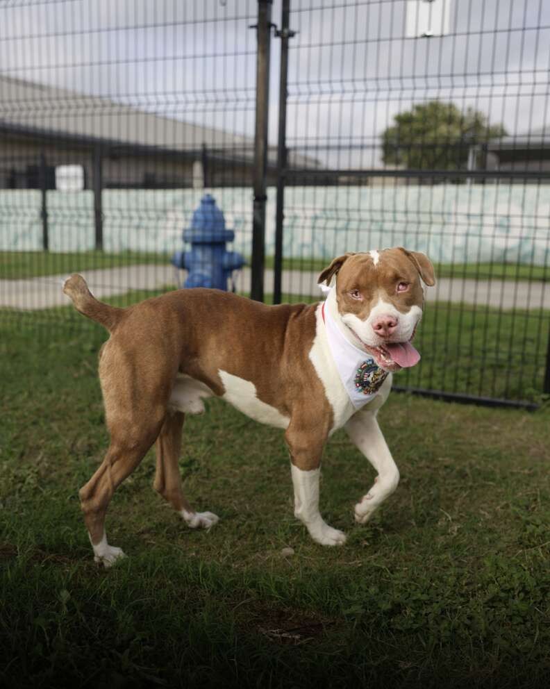 Blind Dog Walks Into a Dollar Store Alone — And Finds the Way Home - photo 3
