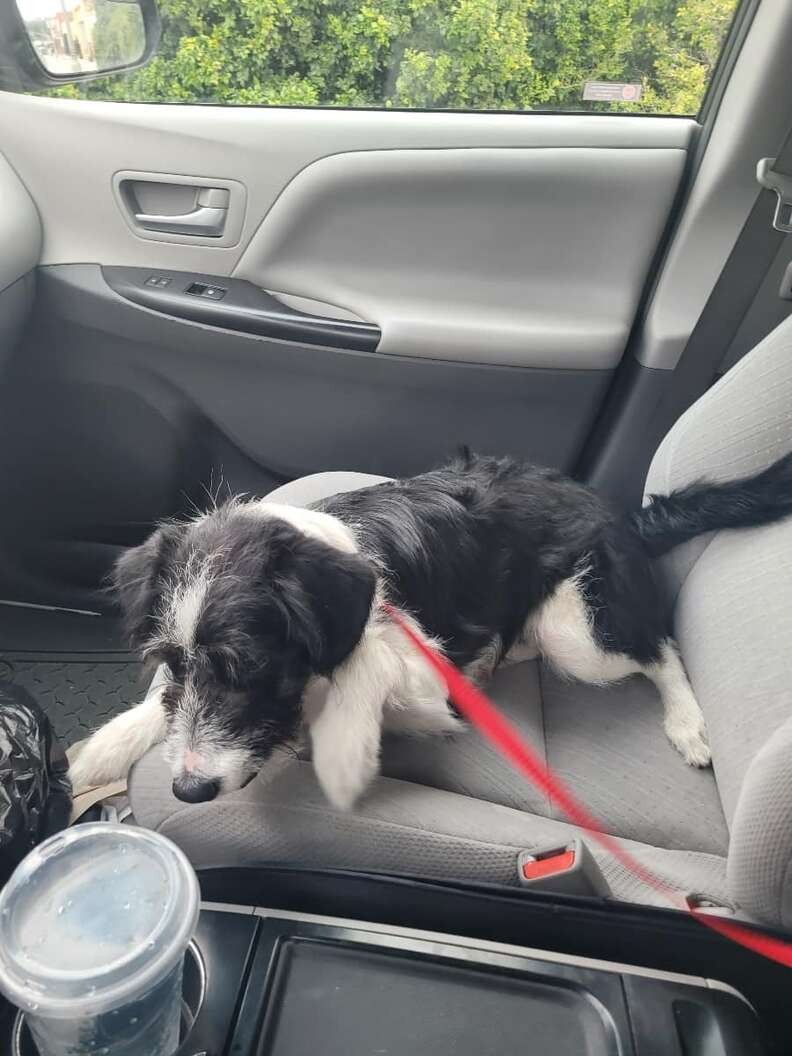 The Frightened Puppy Who Chose an 8-Year-Old Girl to Trust - photo 3