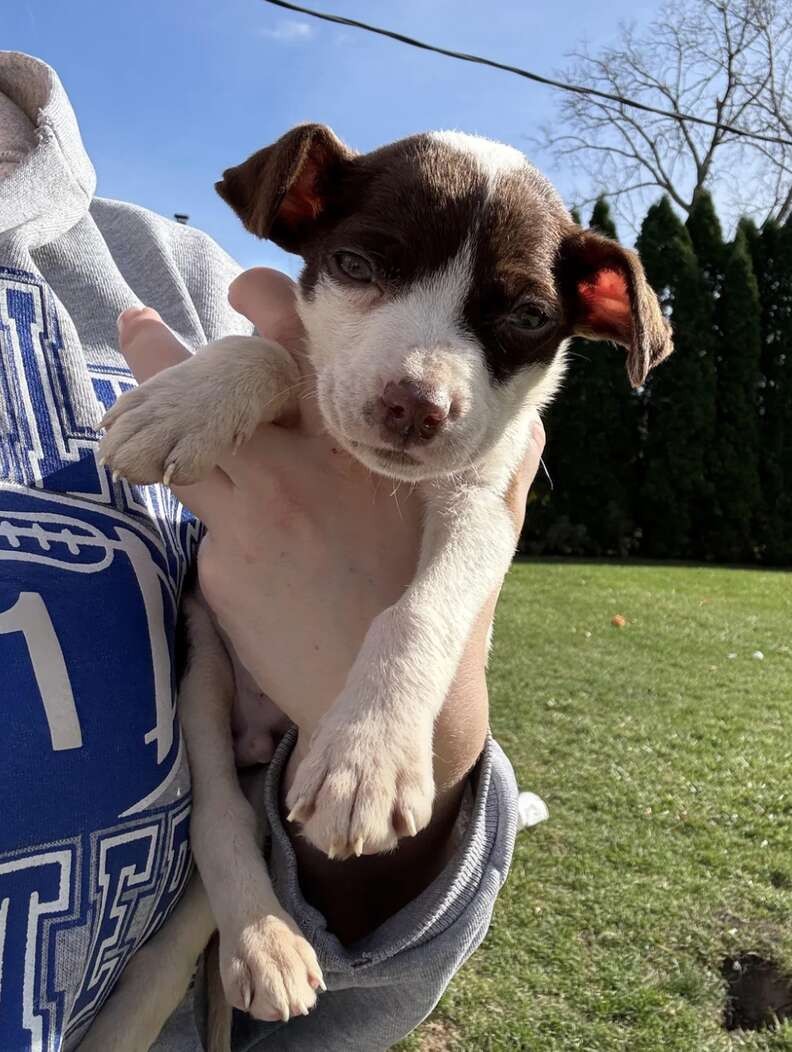 A Tiny Puppy Ate Trash to Survive, Until Love Gave Him a Home - photo 3
