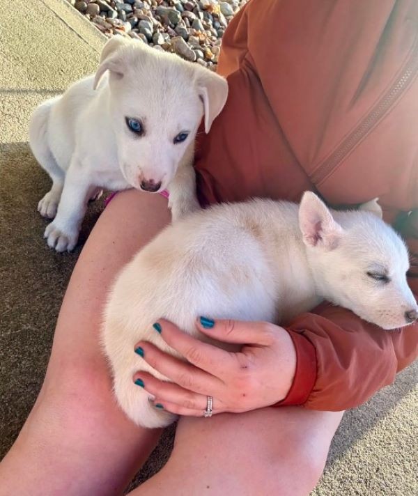 Seven Silent Puppies Were Left in the Cold—Then One Woman Looked Inside Their Crate - photo 3