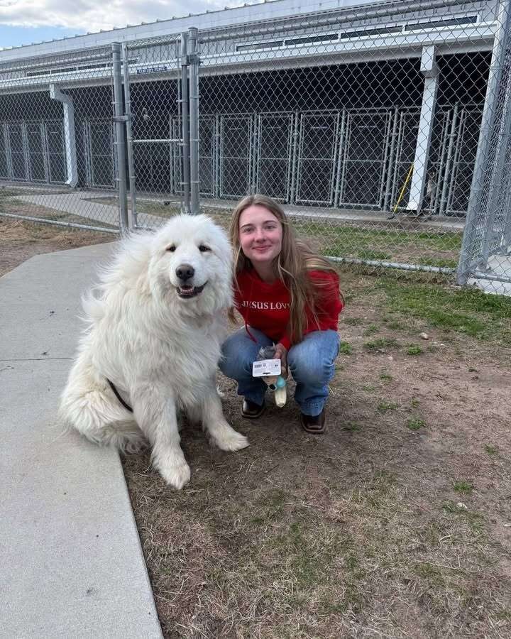 Doug Was Terrified of Indoor Floors, So His Shelter Gave Him a Special Ride - photo 3
