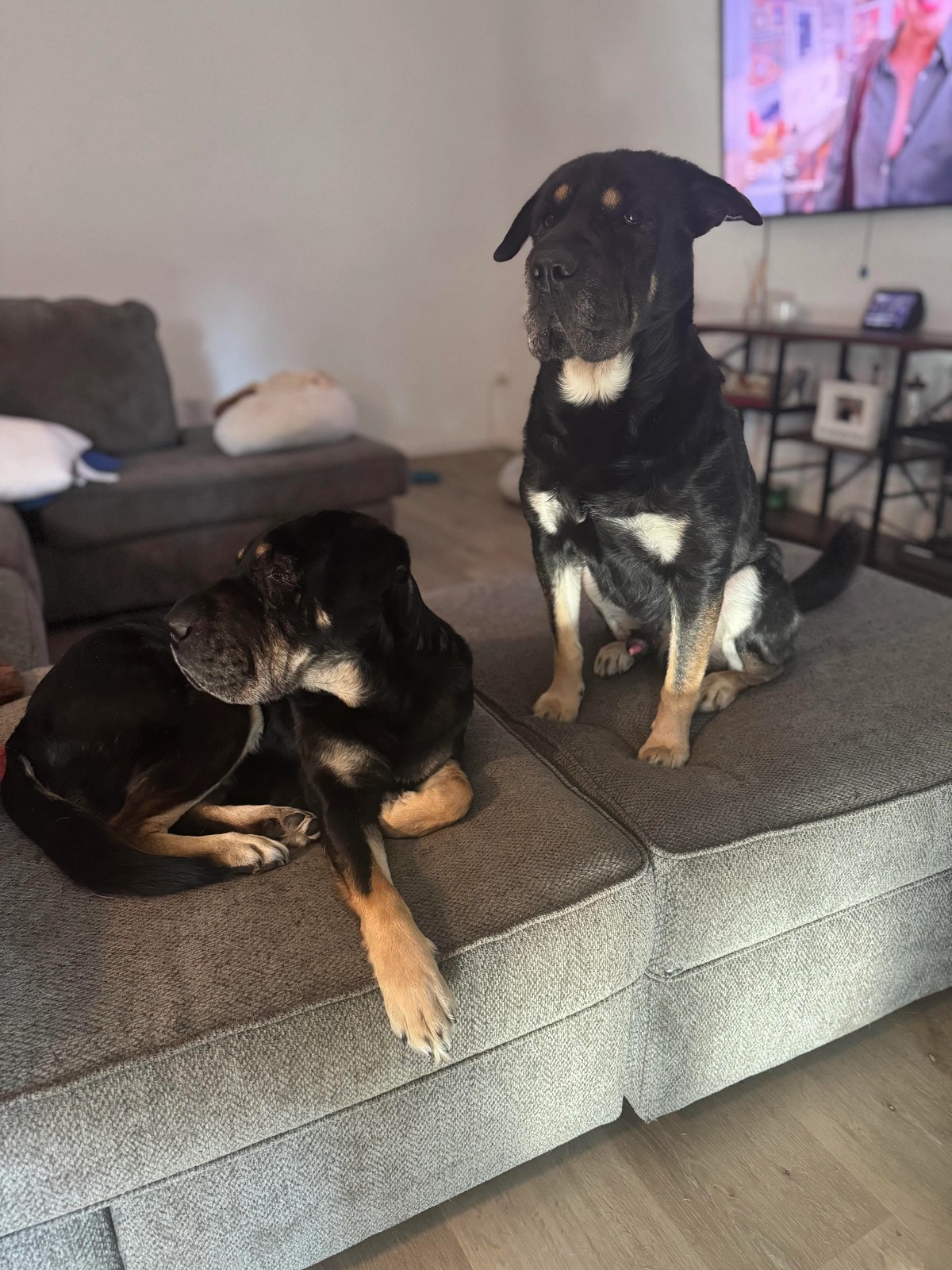The Shelter Dog Who Looked Like Buddy Turned Out to Be His Long-Lost Sister - photo 2