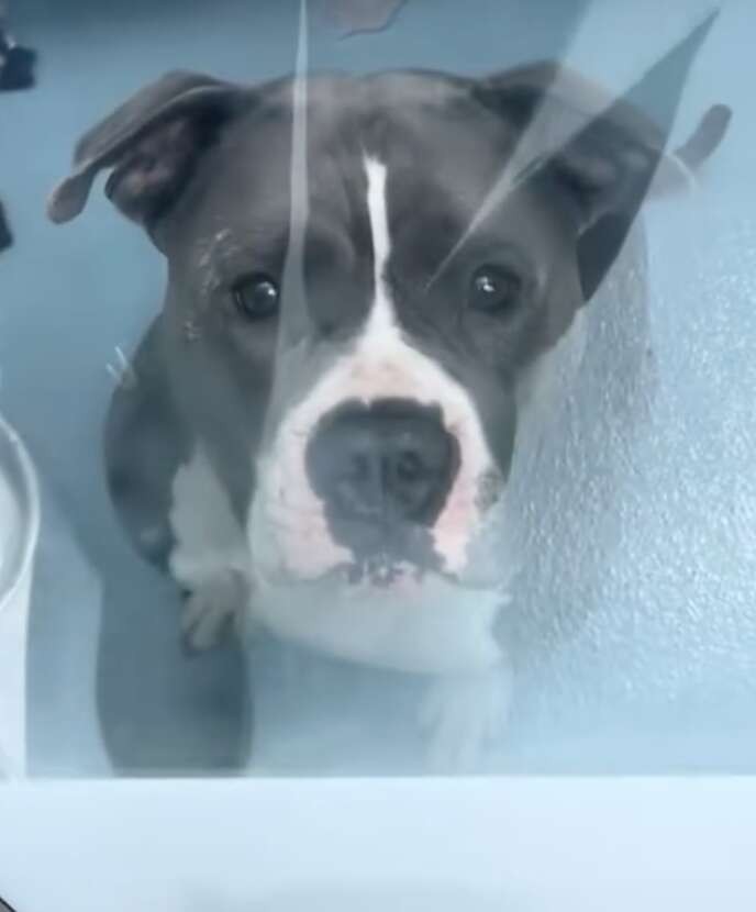 Ellie Reaches One Small Paw Beneath Her Kennel Door, Hoping Love Will Reach Back - photo 3