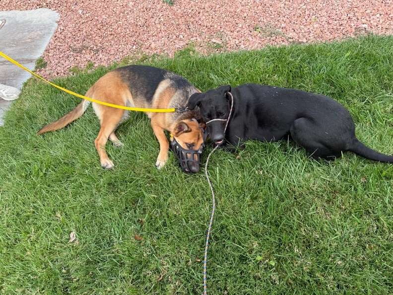 The “Little Lab” Kept Growing — Then His DNA Revealed A Rare Surprise - photo 3