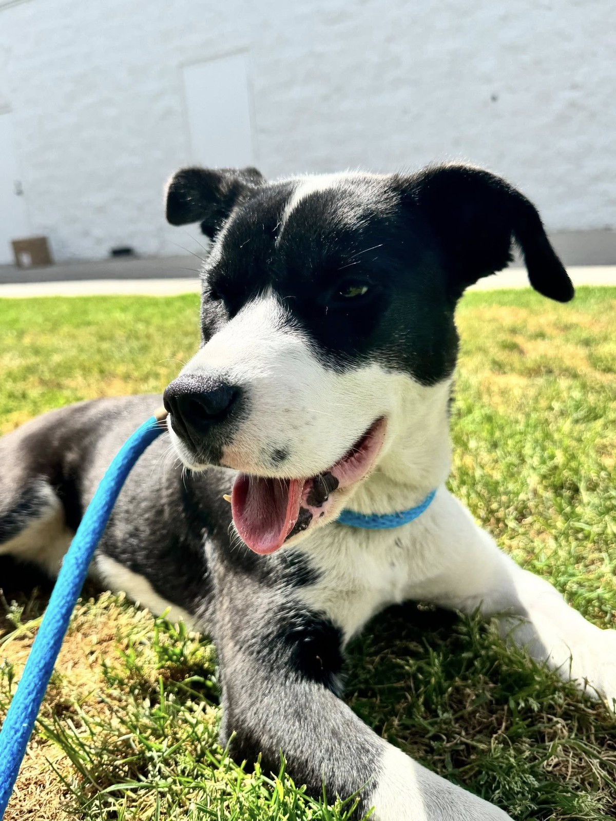 The Puppy Crying in the Bushes Was Too Hurt to Stand—Then Gentle Hands Reached In - photo 3