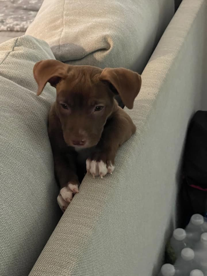 A Frantic Mother Dog Led Officers To A Pink Suitcase Holding Her Babies - photo 3