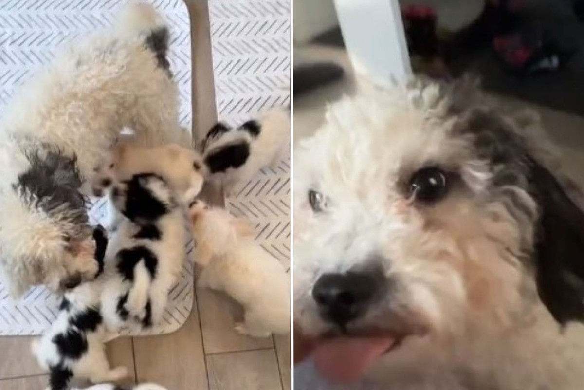 She Crossed the Street for One Scruffy Dog and Found Eight Hearts Waiting - photo 4