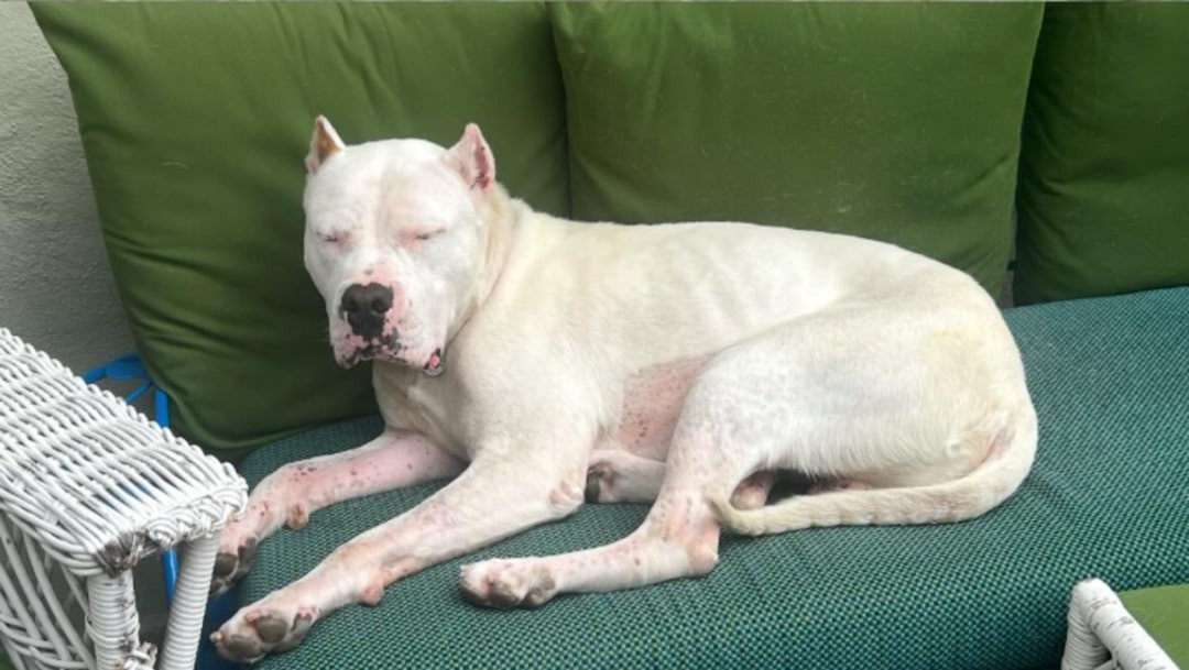 Dojo Was Too Tired To Stand, Until Love Found Him Under A Sign - photo 4