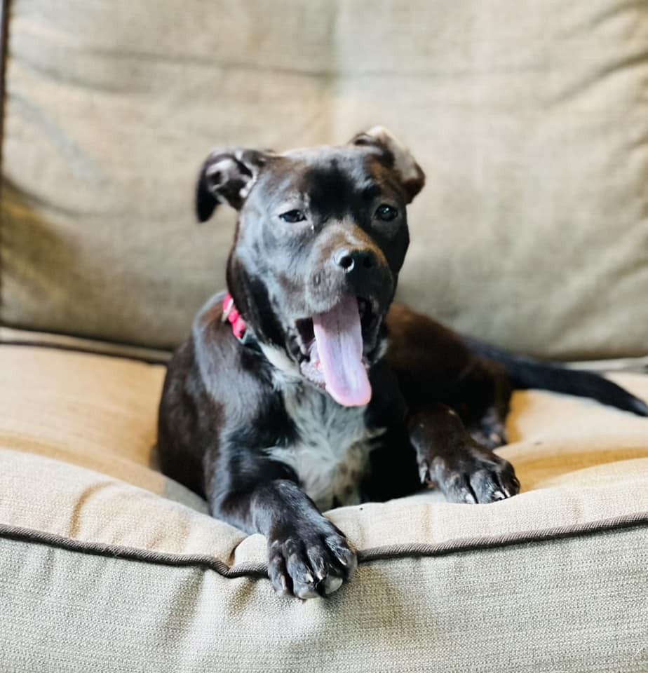 The Puppy Who Shook at Kind Hands Until Patience Stayed - photo 4