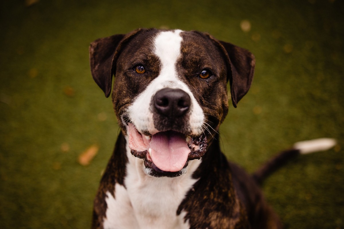 The Big Shelter Dog Who Never Stopped Asking to Be Seen - photo 4