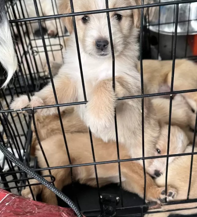 She Did Not Come for Herself. She Came for Sixteen Hidden Puppies. - photo 4