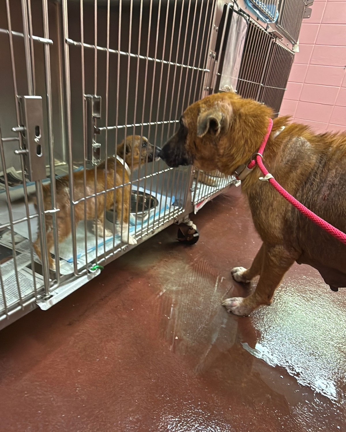 The Texas Puppy Who Reached One Small Paw Through the Bars for Her Mama - photo 4