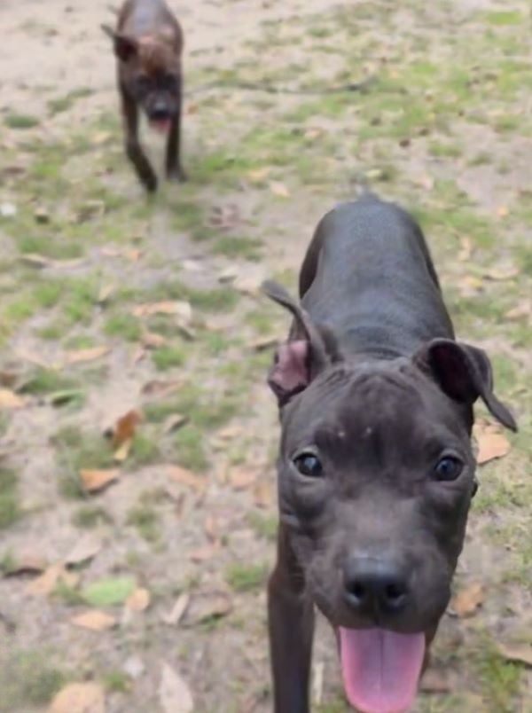 Two Puppy Brothers Reached Through the Bars Before Hope Ran Out - photo 4