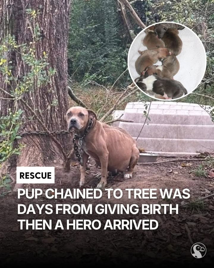 Pregnant Hope Was Chained to a Tree, but Her Rescue Came Just in Time - photo 4