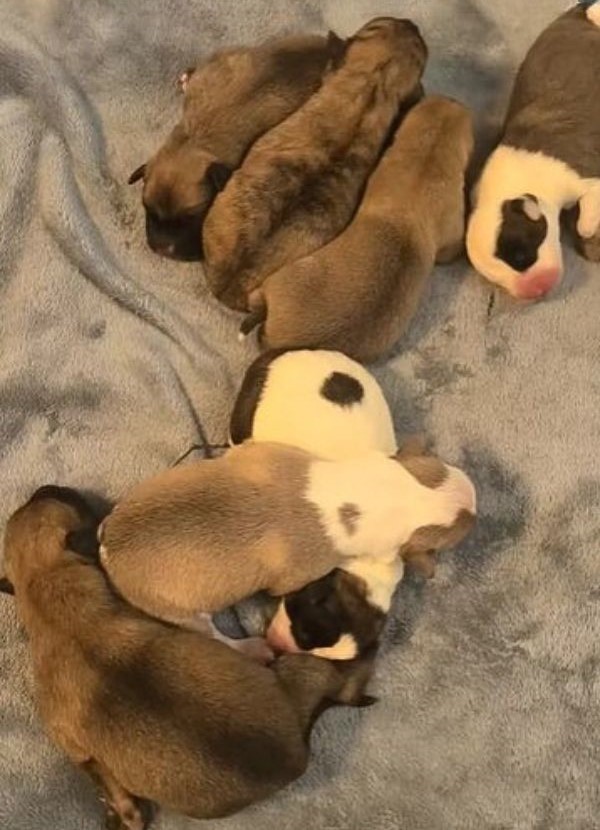 Thirty Minutes From Goodbye, A Pregnant Shelter Dog Found Safety For Her 11 Babies - photo 4