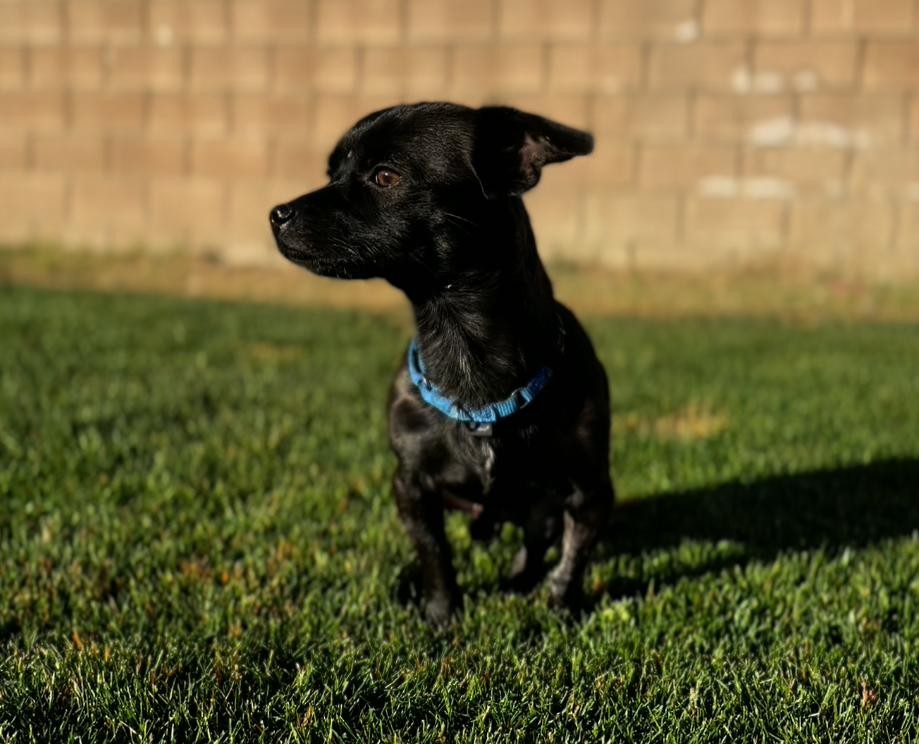 They Searched the Desert for One Dog, but Tiny Prince Needed Them Most - photo 4