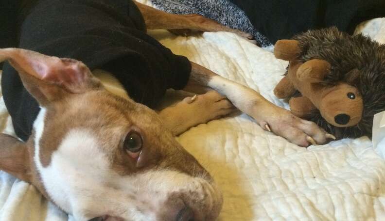 A Thin Little Dog Was Tied to a Brooklyn Fence—Then She Gave a Stranger a Kiss - photo 4
