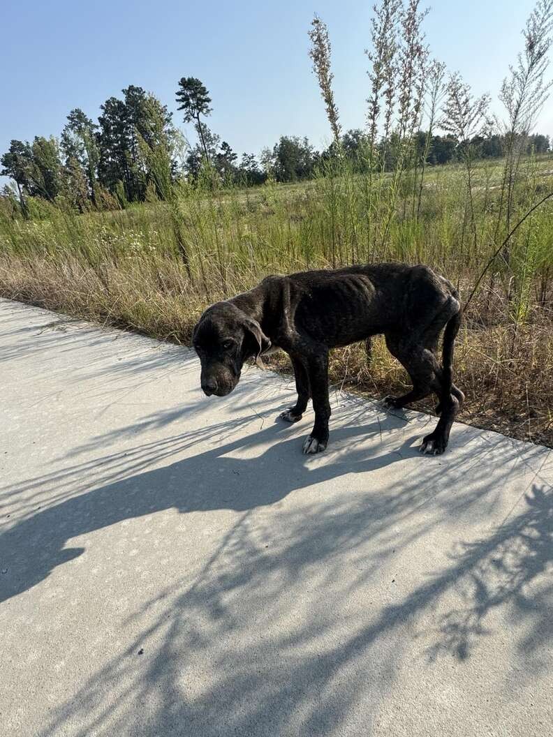 Too Weak to Walk, She Still Wagged Her Tail for the Woman Who Stopped - photo 4