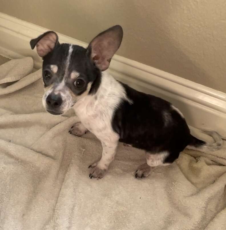 Sick Little Puppy Kept Waiting for Love, Then His Whole World Changed - photo 4