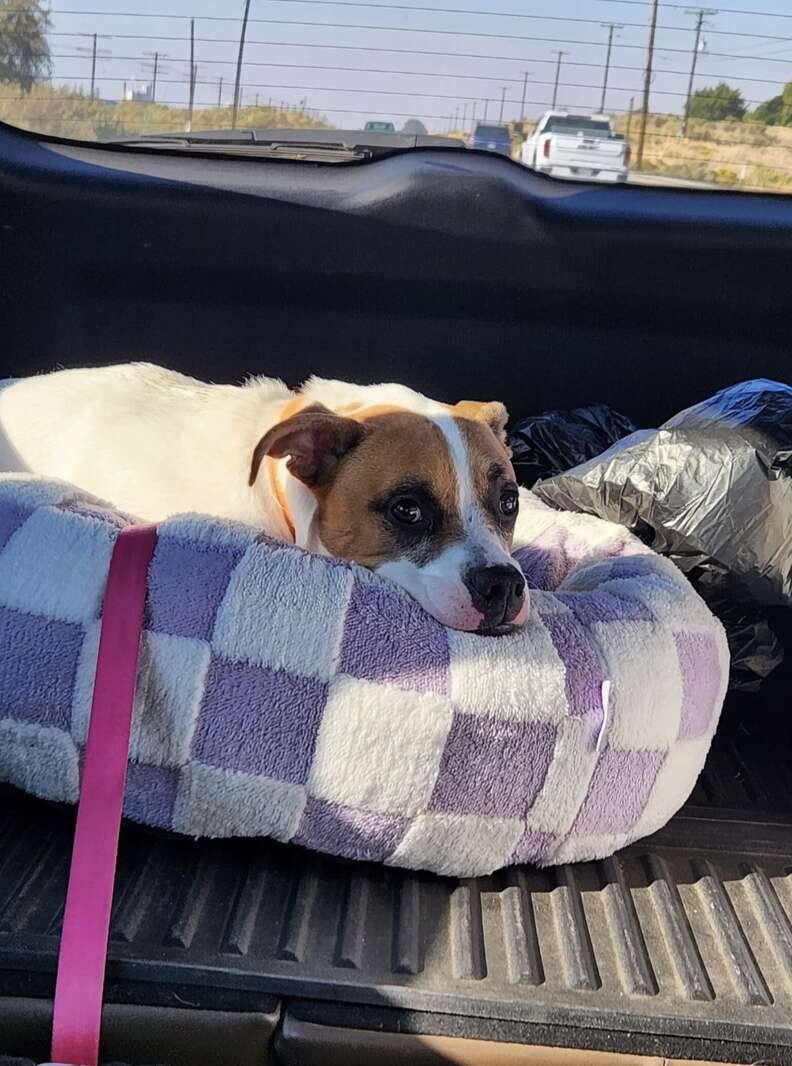 Tinkerbell Waited Six Long Hours by the Shelter Door—Then Love Finally Came Back - photo 4