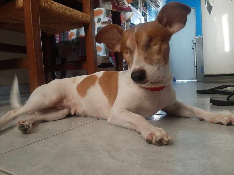 Blind and Abandoned, Three Waited by a Fence Until Someone Came to Save Her - photo 4