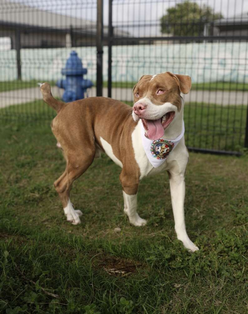 Blind Dog Walks Into a Dollar Store Alone — And Finds the Way Home - photo 4