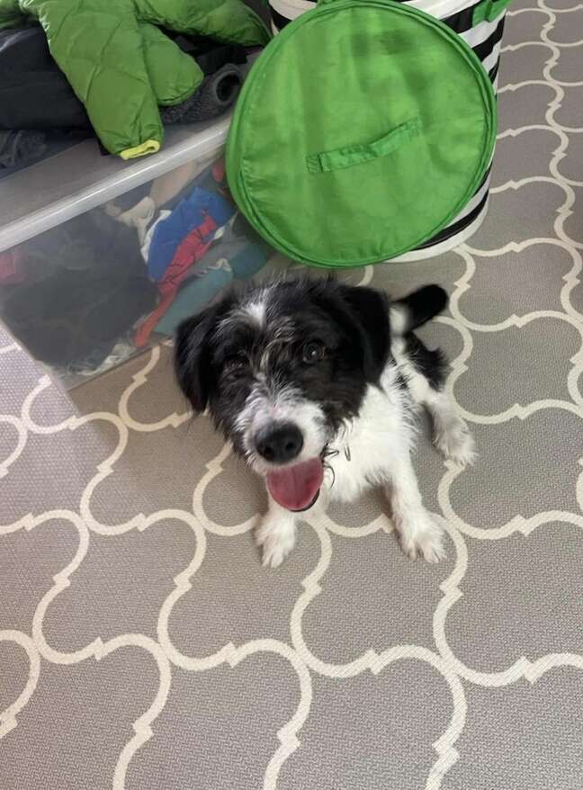 The Frightened Puppy Who Chose an 8-Year-Old Girl to Trust - photo 4