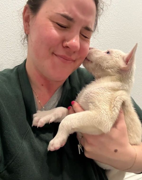Seven Silent Puppies Were Left in the Cold—Then One Woman Looked Inside Their Crate - photo 4