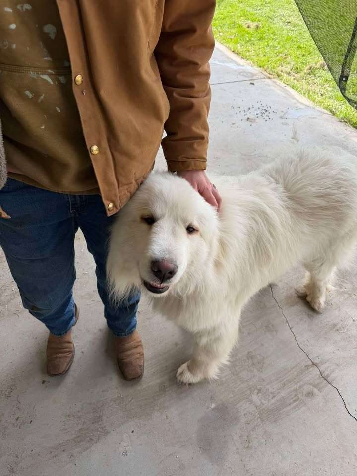 Doug Was Terrified of Indoor Floors, So His Shelter Gave Him a Special Ride - photo 4