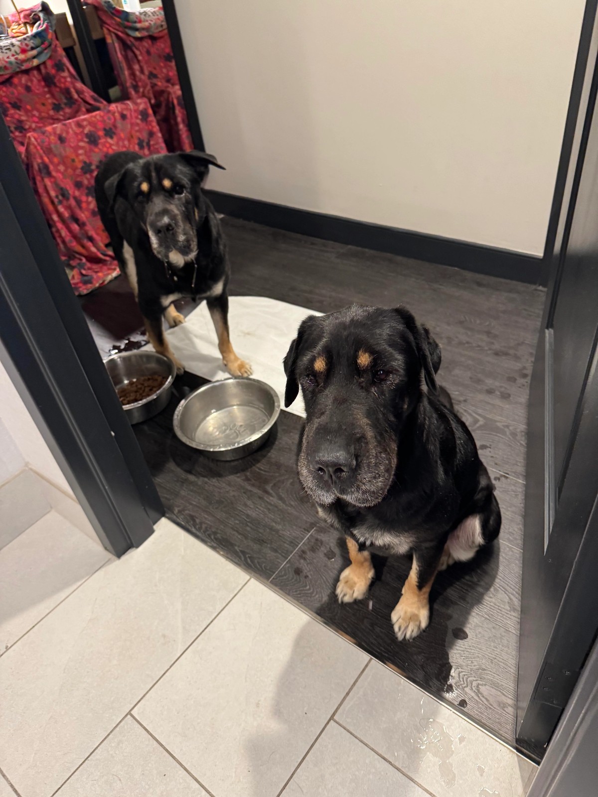 The Shelter Dog Who Looked Like Buddy Turned Out to Be His Long-Lost Sister - photo 3
