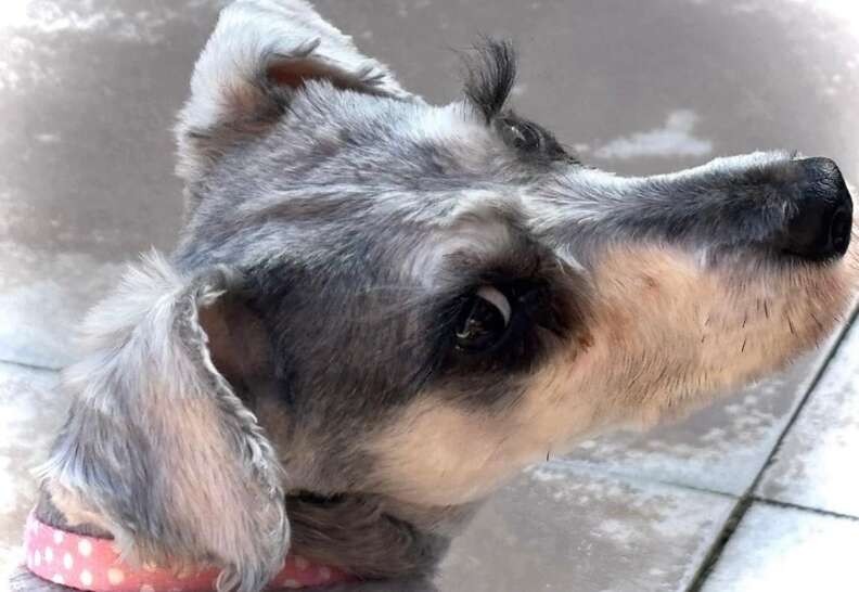 Lady’s Tangled Fur Hid a Beautiful Secret No One Expected - photo 4