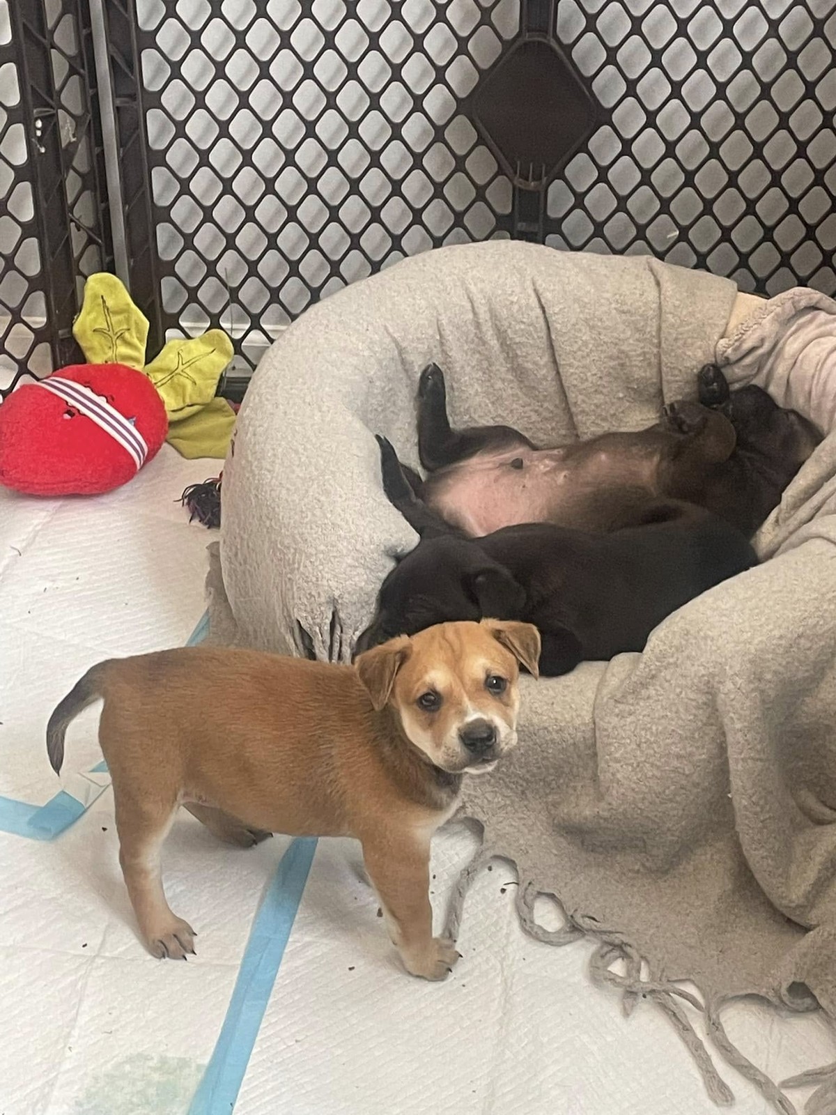 Abandoned In A Plastic Bin, Ginger Used Her Last Strength To Warm Her Puppies - photo 4