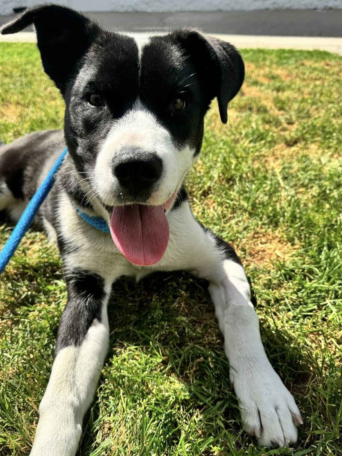 The Puppy Crying in the Bushes Was Too Hurt to Stand—Then Gentle Hands Reached In - photo 4