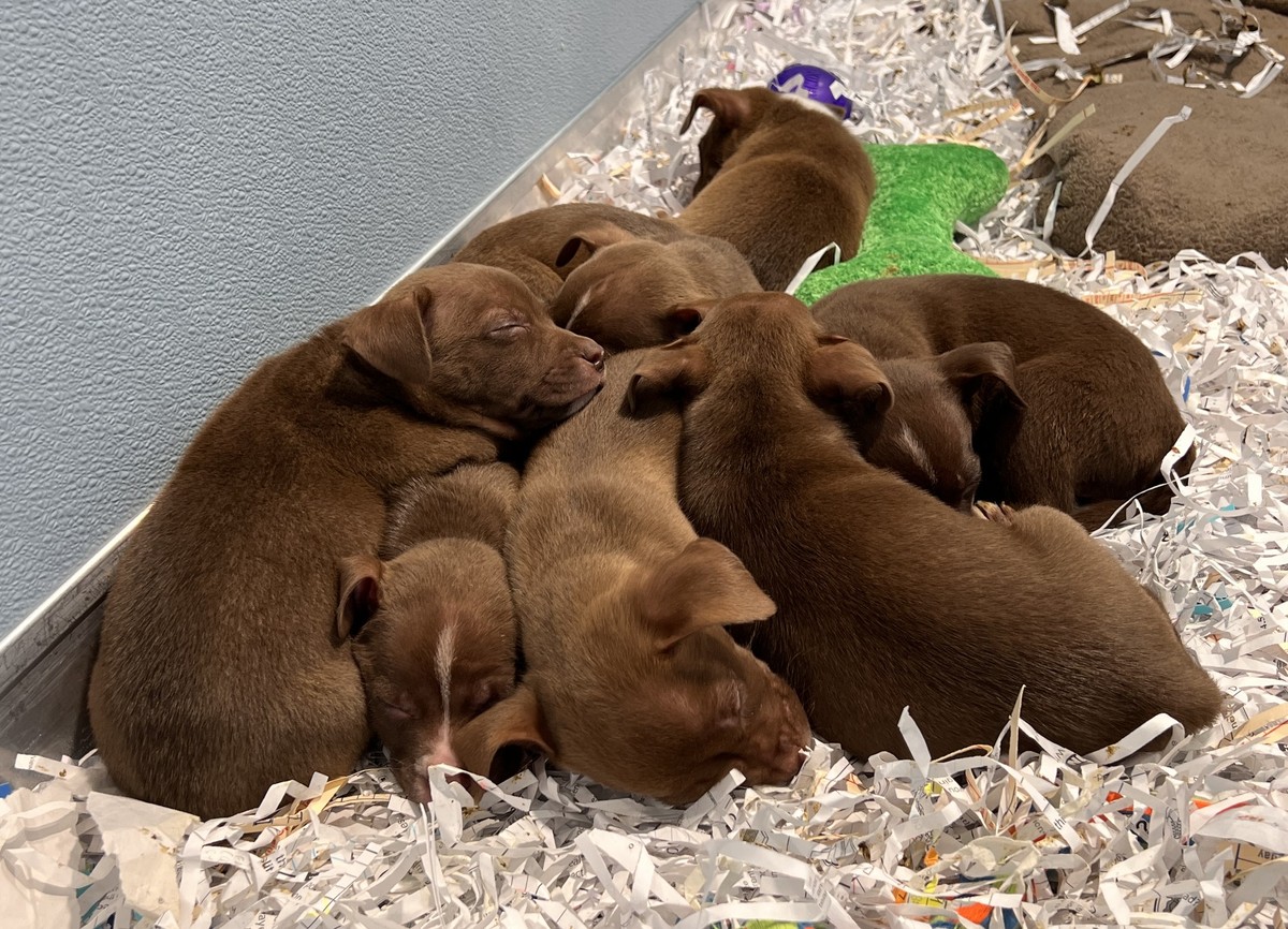 A Frantic Mother Dog Led Officers To A Pink Suitcase Holding Her Babies - photo 4