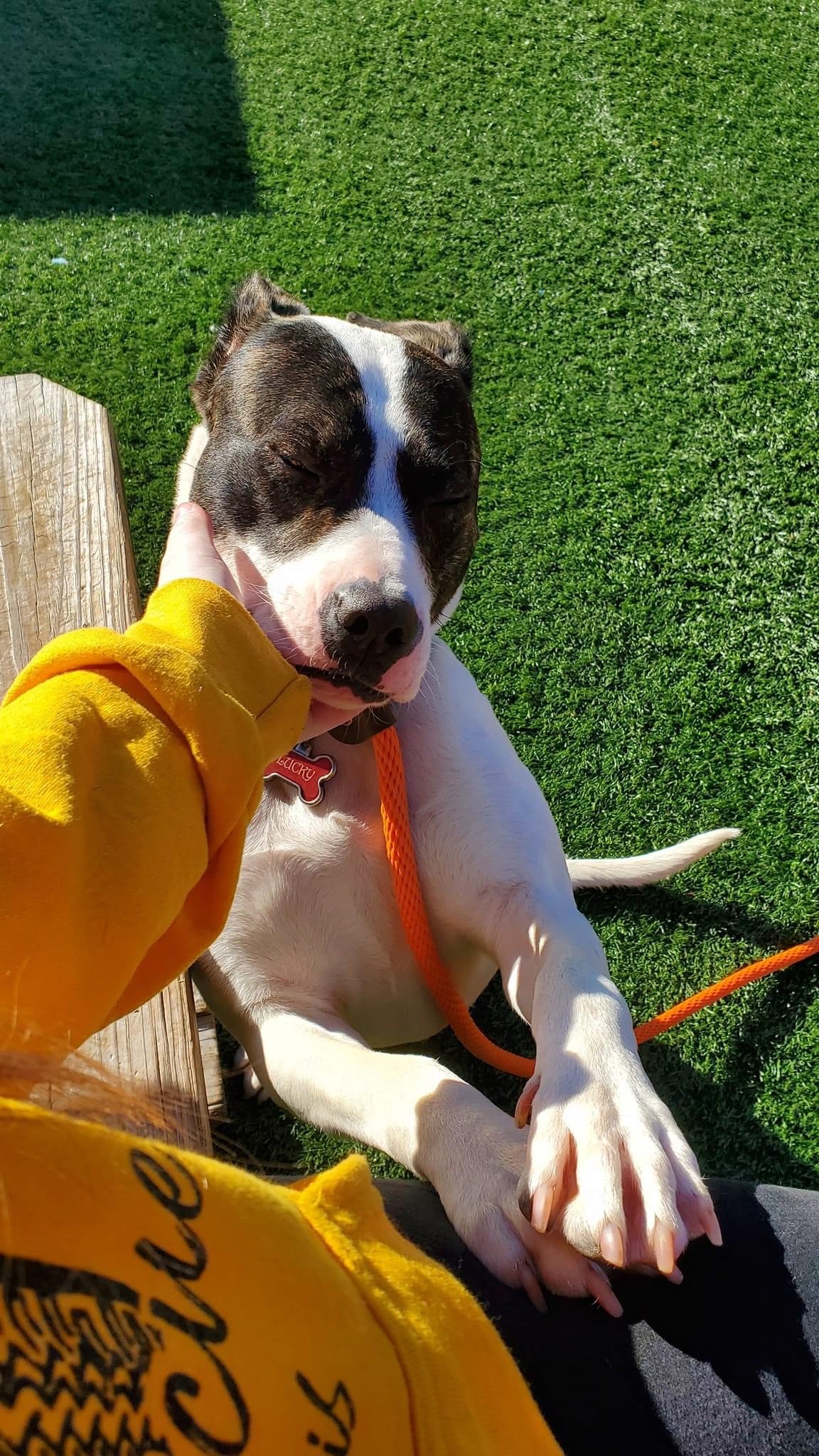 Behind a St. Louis Dumpster, Louis Was Waiting for Kindness to Find Her - photo 4