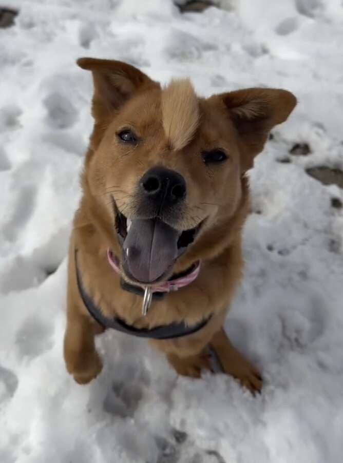 The Little Puppy With a Golden Mohawk Who Refused to Give Up - photo 4