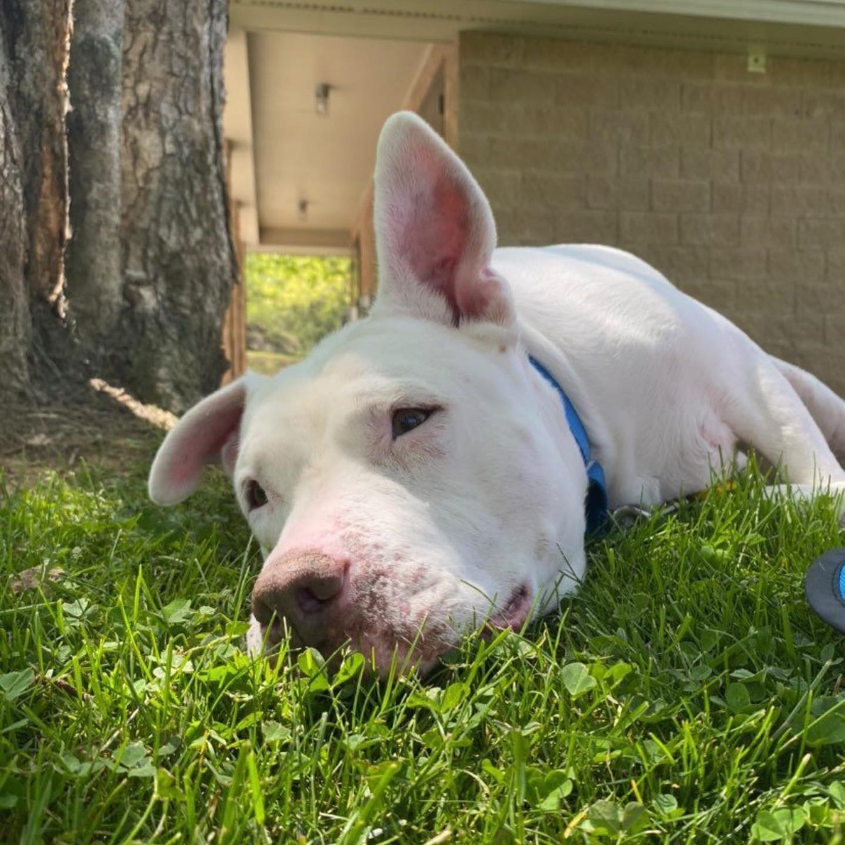 After 650 Days of Waiting, Chiquitita Thought She Was Finally Home - photo 3