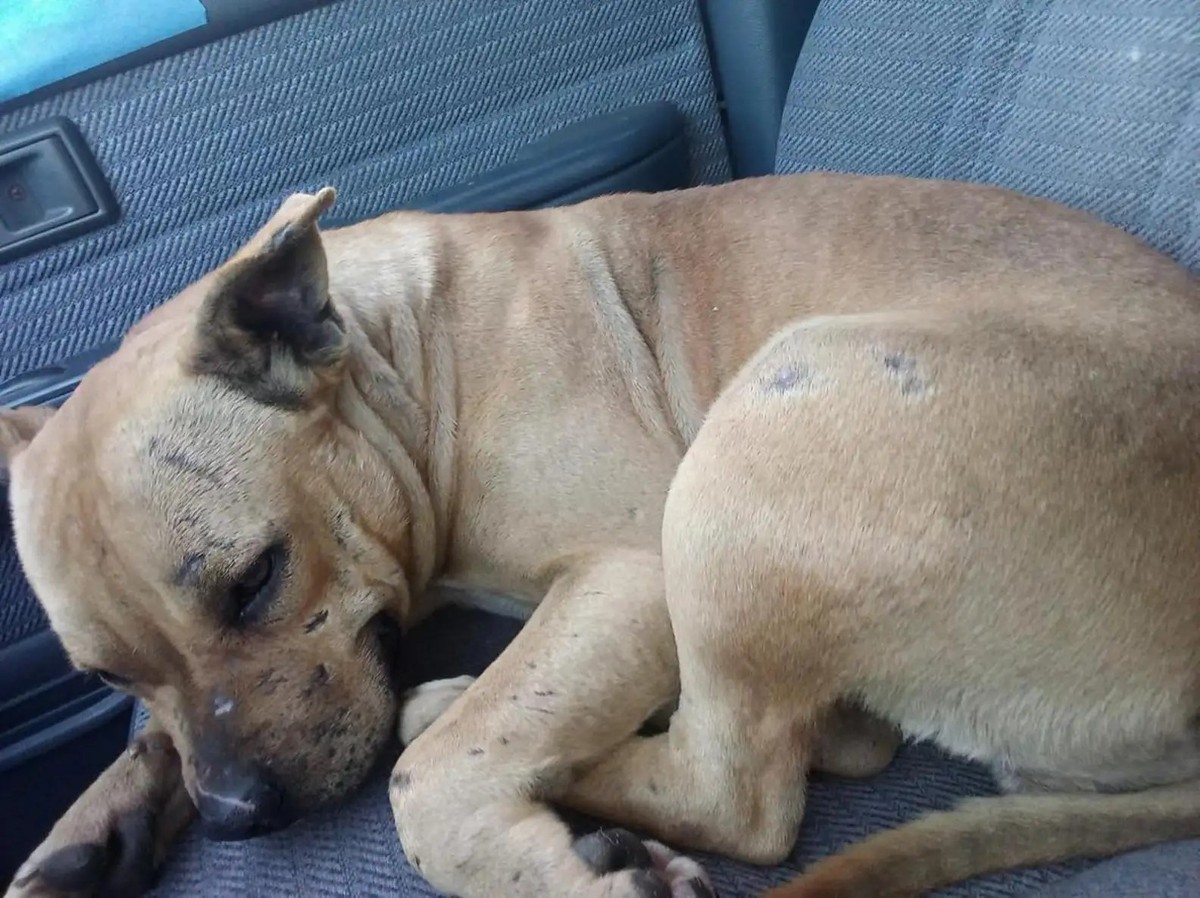Tiny Bean Waited on One Patch of Grass for the Family Who Never Returned - photo 4
