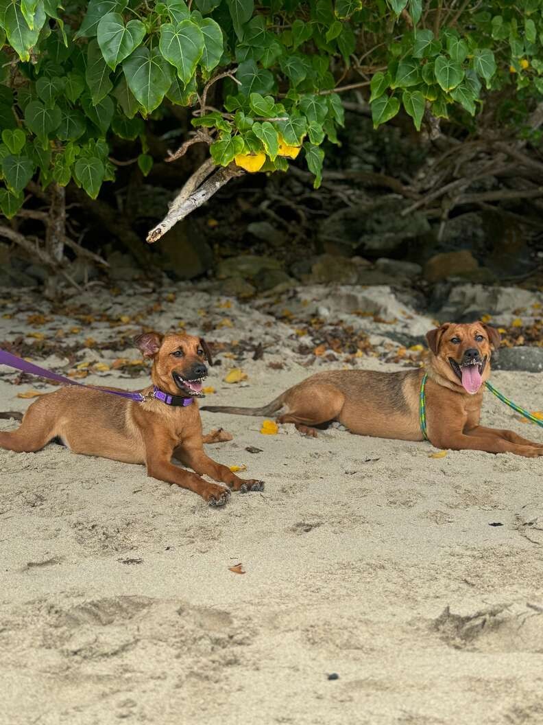 Two Terrified Sisters Were Left in Chains, but Love Taught Them How to Be Dogs - photo 4