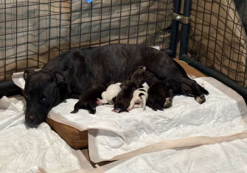 The Mama Dog In The Ditch Was Exhausted, But She Never Stopped Protecting Her Babies - photo 4