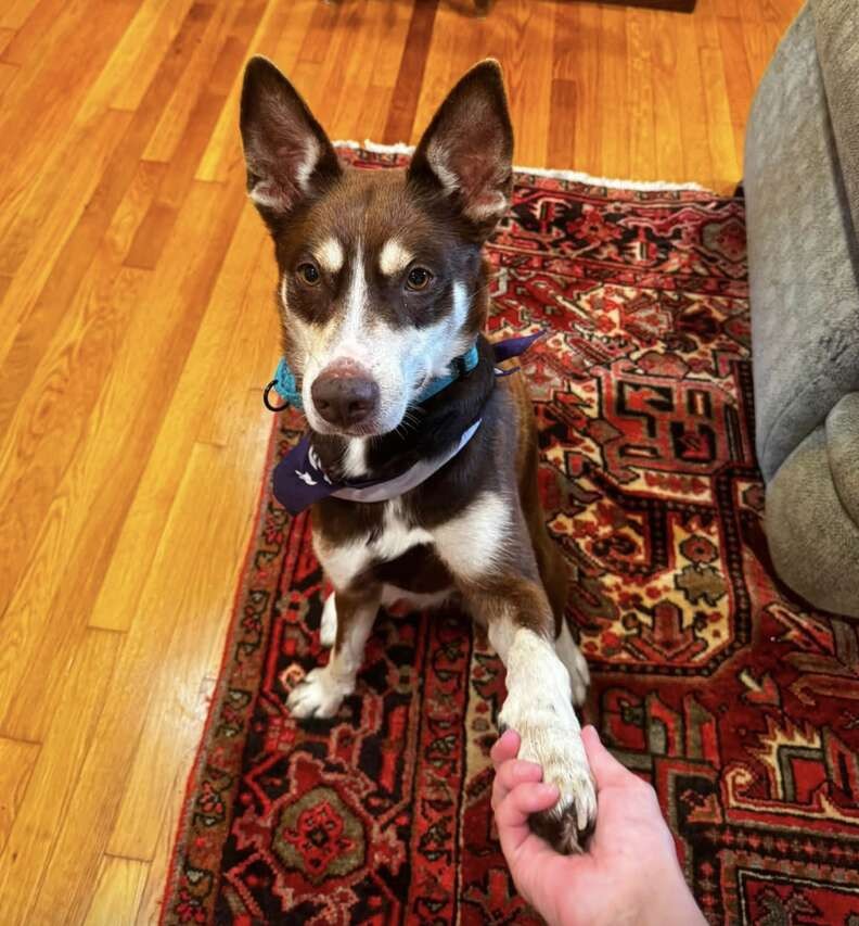Maya Escaped Her Kennel, but Her Joyful Heart Was the Real Surprise - photo 4